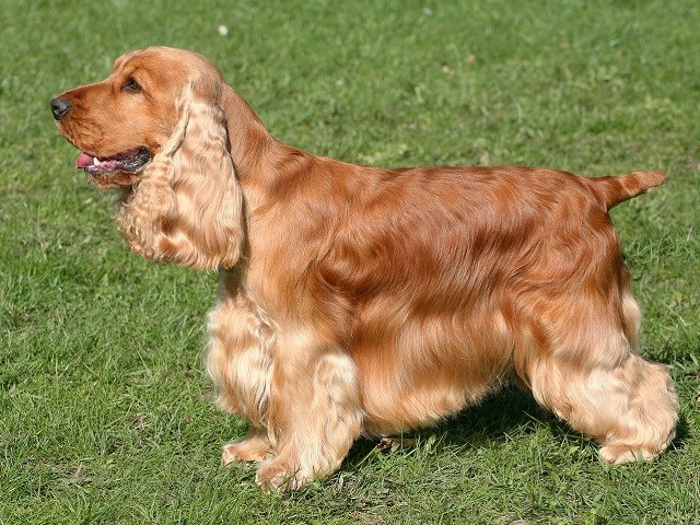 English Cocker Spaniel thumbnail